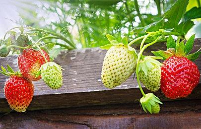 GB新游《Super Dassalo Land》公布 2D横版动作